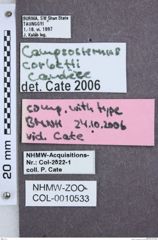 Etikette zu Campsosternus corbetti (NHMW-ZOO-COL-0010533)